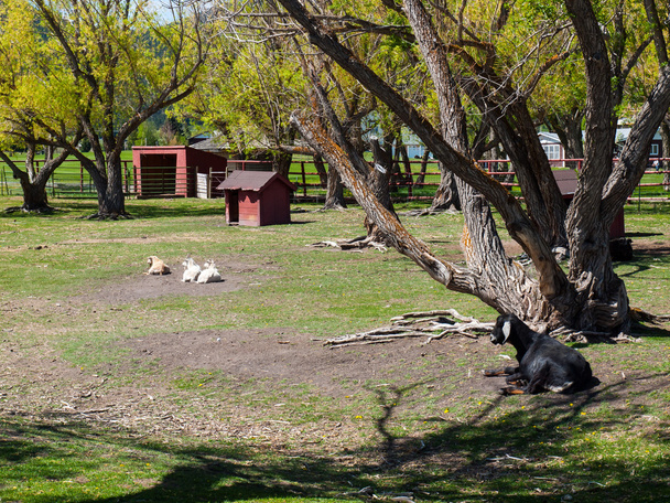 Kilka kóz na małej farmie jak obszar - Zdjęcie, obraz