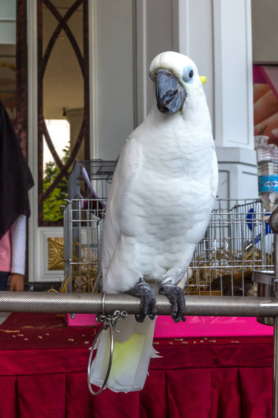 Un pájaro cacatúa blanco - Foto, imagen