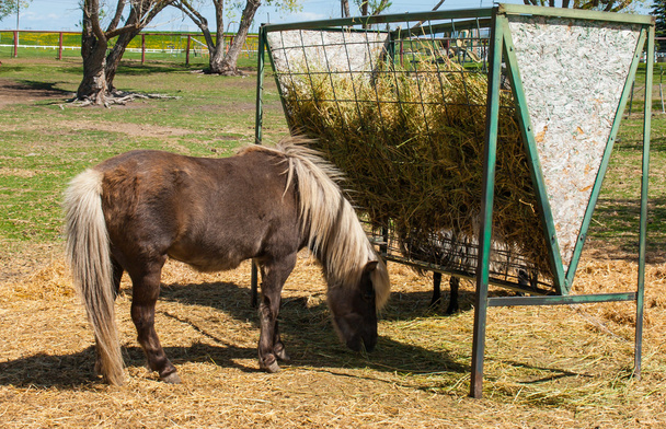 ein Pony frisst Heu von einer Futterstelle - Foto, Bild