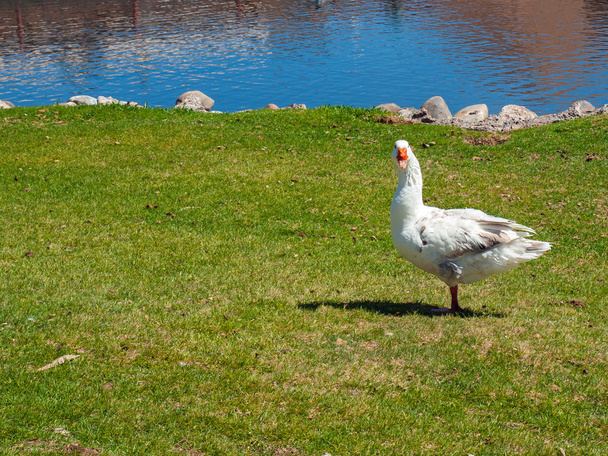 Bílá Husa v poli s rybníkem - Fotografie, Obrázek