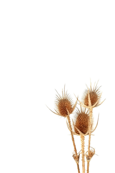 Dry golden thistle on white - Photo, Image