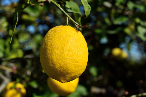 citrom fák a kert és a gyümölcs - Fotó, kép