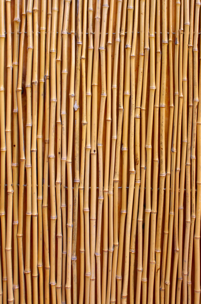 Textura de bambú natural
 - Foto, Imagen