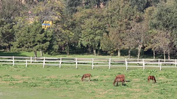 Koně na pastvině venkovské krajiny - Záběry, video