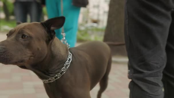 Een hond wordt door de buitenlucht geleid door een man. sociale video over het helpen van dieren. Als gevolg van de Russisch-Oekraïense oorlog komen mensen naar de schuilplaats om verlaten dieren uit te laten. - Video