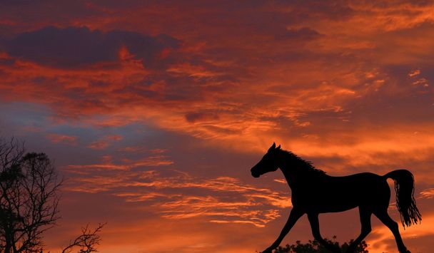 Lever de soleil avec illustration de cheval
 - Photo, image