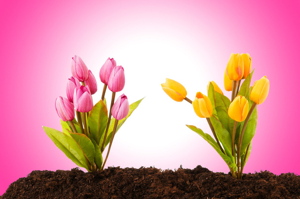 В почве растут разноцветные цветы тюльпана - Фото, изображение