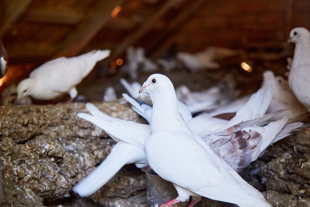 Breeding purebred pigeons at private yard. Warm house for birds. Hobby for the soul. Diet meat. Naturecore rural pastoral life concept Copy space. High quality photo - Photo, Image