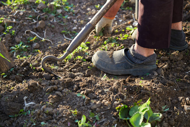 Planting strawberries in the garden. Spring works. Senior woman works with tool at sunset. High quality photo - Photo, Image