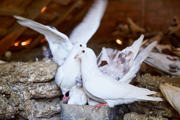 Breeding purebred pigeons at private yard. Warm house for birds. Hobby for the soul. Naturecore rural pastoral life concept Copy space. High quality photo - Photo, Image