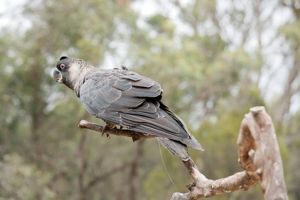 the Carnaby's Black-Cockatoo is a large, dull-black cockatoo with a short erectile crest and a large bill. - Photo, Image