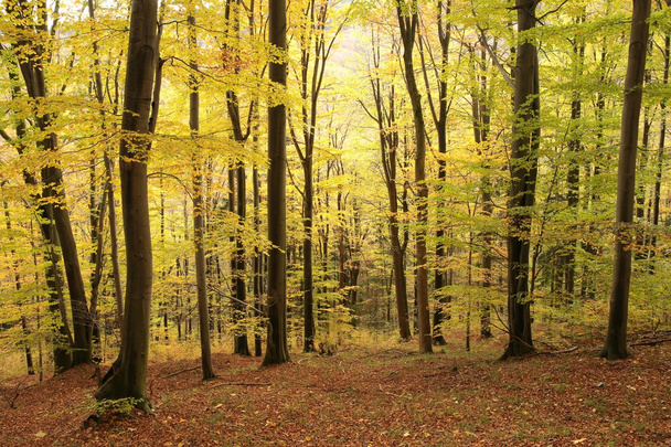 Autumnal beech forest - Φωτογραφία, εικόνα