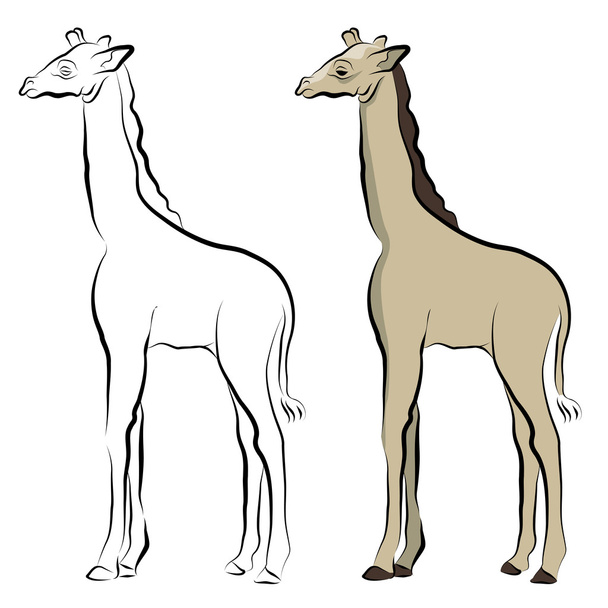 Giraffe Line Drawing - ベクター画像