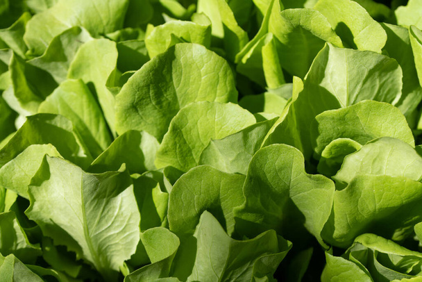 Background and texture of young seedlings of lettuce lined up for sale side by side - Foto, immagini