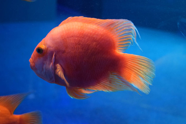 Rode bloedpapegaai cichlide zwemmen in een aquarium. Het is een zoetwatervis hybride van de midas en de roodharige cichlide. De Bloedpapegaai cichlide is een mooie vis in zoetwateraquarium. - Foto, afbeelding