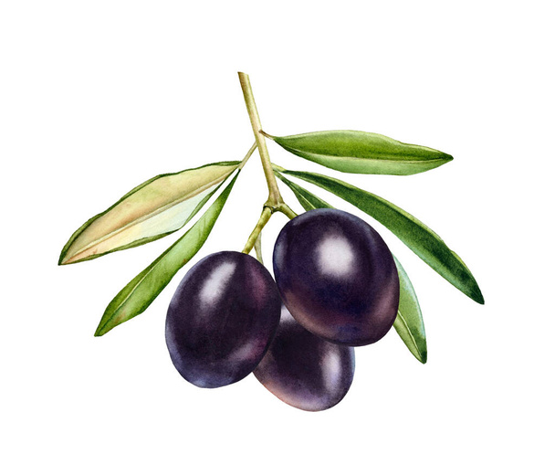 Watercolor black olives. Branch with ripe fruits and leaves. Realistic botanical painting with fresh olives. Botanical illustration on white. Hand drawn tasty food design element - Foto, imagen
