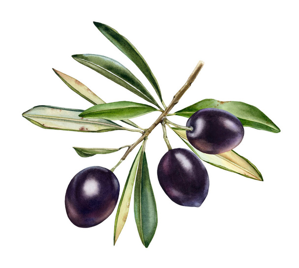 Acuarela rama de olivo. Frutos negros maduros con hojas. Pintura realista con aceitunas frescas. Ilustración botánica en blanco. Elemento de diseño de alimentos sabroso dibujado a mano - Foto, Imagen