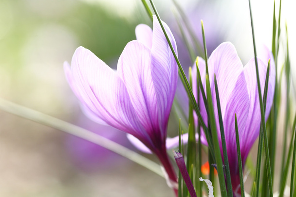 Bir alanda safran çiçek yakın çekim - Fotoğraf, Görsel