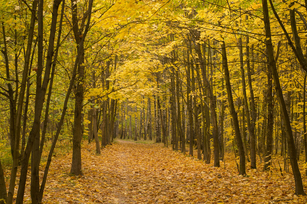 ліс восени
 - Фото, зображення