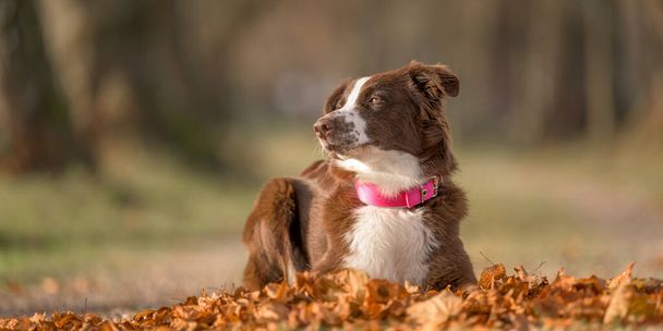 hermoso rojo bi perro pastor australiano contra fondo borroso fotografiado en la temporada de otoño está mintiendo  - Foto, imagen