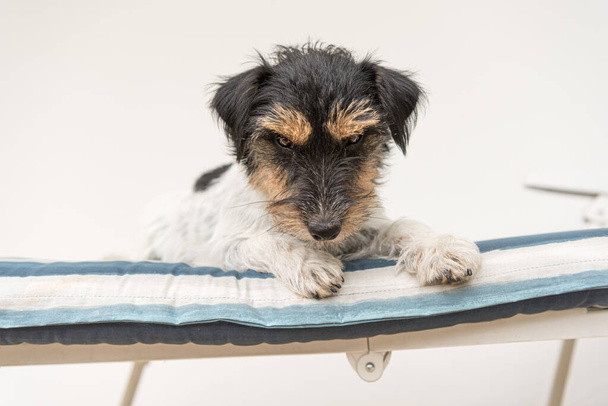 lindo pequeño Jack Russell terrier perro acostado en una silla de cubierta. Hay una manta de rayas azules en la tumbona blanca
. - Foto, imagen