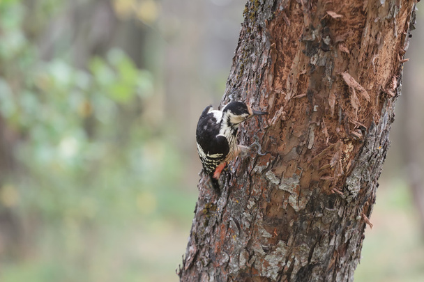 White-backed woodpecker looking for beetle larvae - Photo, Image