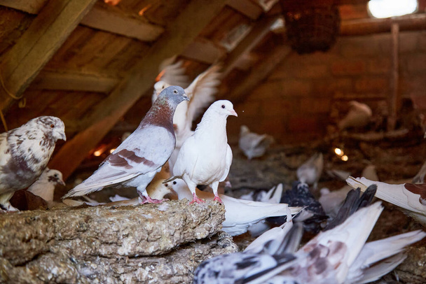 Fajtatiszta galambok tenyésztése magánudvaron. Meleg ház madaraknak. Hobbi a léleknek. Diétás hús. Naturecore vidéki lelkipásztori életkoncepció Másold le a helyet. Kiváló minőségű fénykép - Fotó, kép