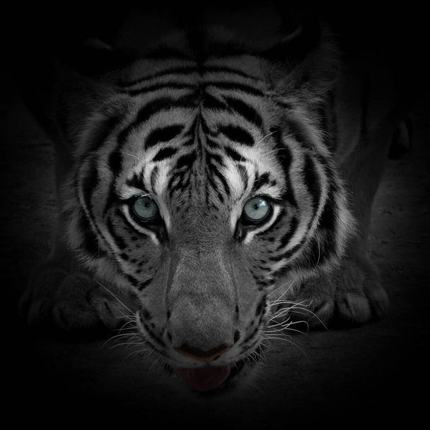 rosto tigre branco no fundo preto - Foto, Imagem