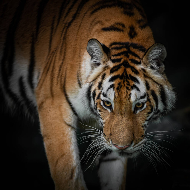 Tiger face on black background - Фото, зображення