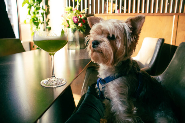Ένα μικρό σκυλί Yorkshire Terrier κάθεται σε ένα τραπέζι σε ένα καφέ, εστιατόριο, μυρίζοντας ένα αλκοολούχο ποτό σε ένα ποτήρι, ένα κοκτέιλ. Οι σκύλοι συνοδοιπόροι γεννούν. Αστείο τεριέ σκυλί ζώο, κατοικίδιο ζώο γιορτάζει τα γενέθλιά του - Φωτογραφία, εικόνα