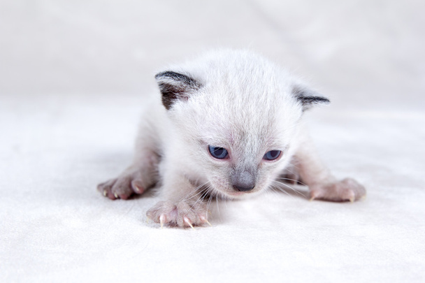 Siamese kat - Foto, afbeelding