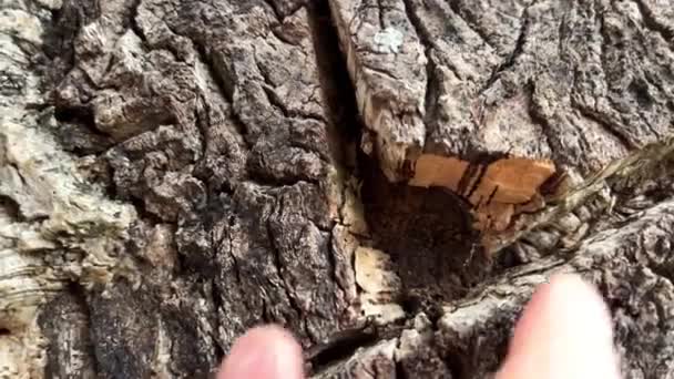 Cork oak is an evergreen tree native to southwestern Europe and North Africa species of the oak genus of the beech family. - Footage, Video