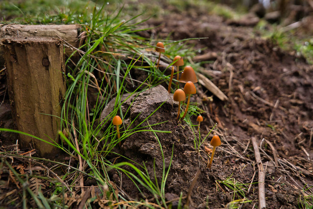 Inedible mushrooms conocybe growing among a green grass on a footpath. Shallow depth of field, Madeira, Portugal - Photo, Image