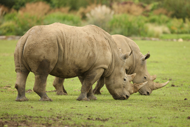 Белый носорог
 - Фото, изображение