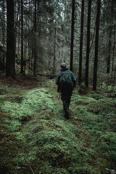 Δάση Moody στη Νορβηγία - Φωτογραφία, εικόνα