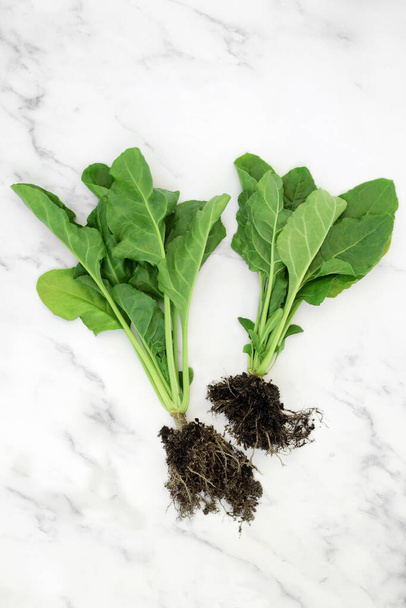 Organic spinach plants with earth root balls and leaves. Healthy food high in antioxidants, vitamins, minerals for immune system boost. Sustainable living concept. On marble, flat lay, top view.  - Photo, Image