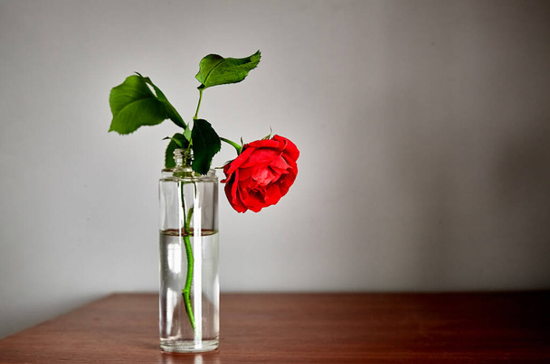 Malá červená růže ve skleněné váze s vodou - Fotografie, Obrázek