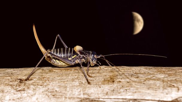 Hyönteiset ja kuu
 - Valokuva, kuva