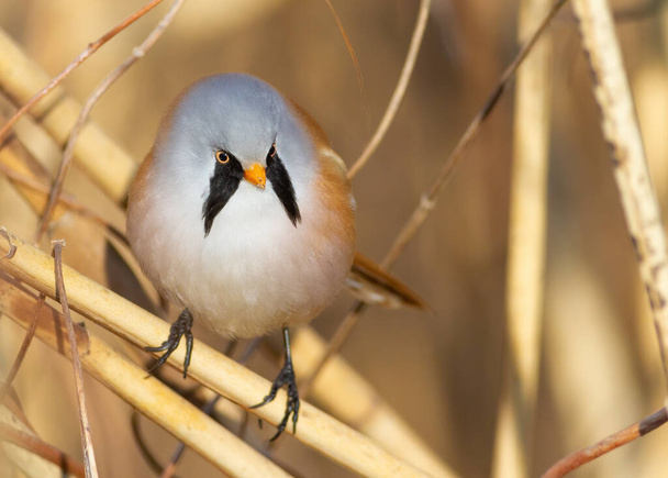 Bearded reedling, Panurus biarmicus. A bird sits on a reed stalk by the river. - Foto, immagini