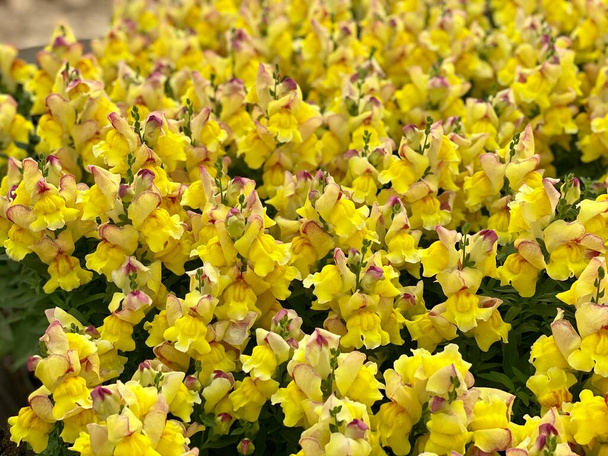 Fondo de brillante flor amarilla de plantas Antirrhinum majus cerca en el jardín, muchos snapdragons en floración colorida. Muchas flores ornamentales, enfoque selectivo. - Foto, imagen