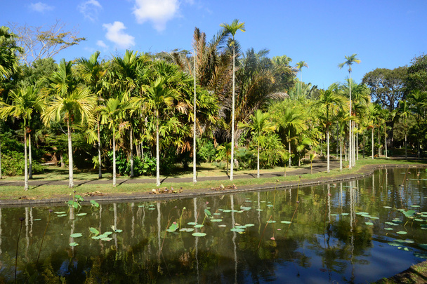 malowniczy ogród Pamplemousse Republiki Mauritius  - Zdjęcie, obraz