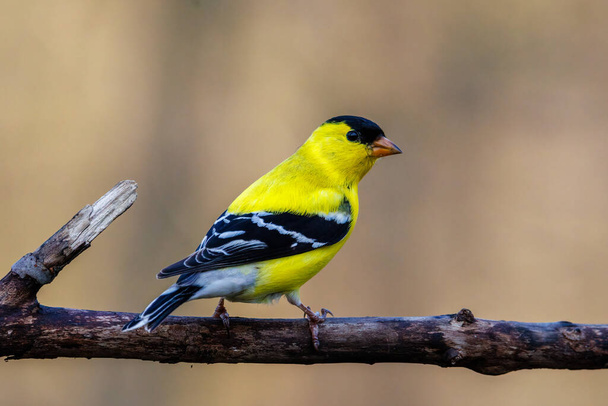 Close up of a male American Goldfinch (Spinus tristis) in breeding plumage after spring molt. Selective focus, background blur and foreground blur. - Photo, image