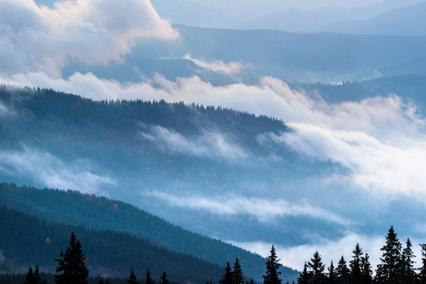 Осенний пейзаж с туманом в горах. Пихтовая роща на холмах. Карпаты, Украина, Европа - Фото, изображение