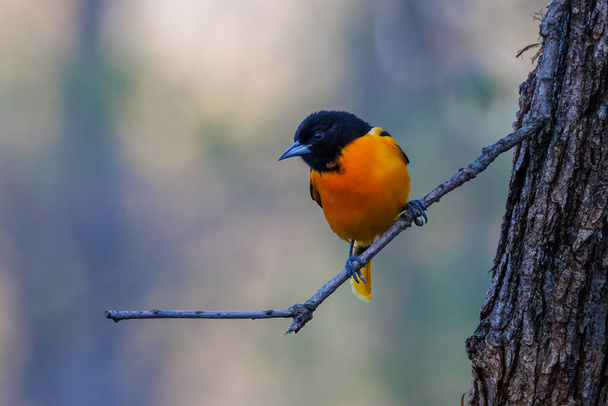 Baltimore oriole (Icterus galbula) perched on a tree branch during early spring. Selective focus, background blur and foreground blur. - Photo, Image