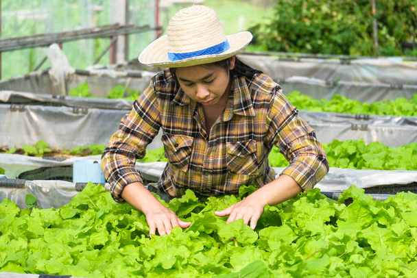 A woman gardener caring for organic vegetable in the home vegetable garden. Female farmer working at her organic farm. Home gardening and grow vegetable concept. - Фото, зображення