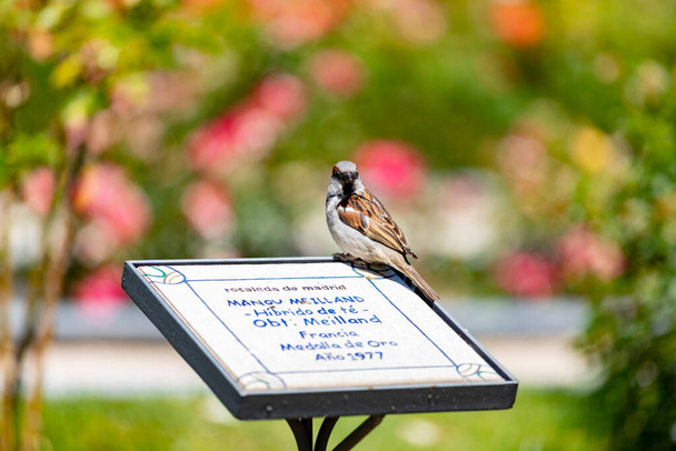 Sparrow. Brown sparrow on a plaque with text in the Parque del Oeste rose garden in Madrid. Background full of colorful flowers. Spring print. In Spain. Europe. Photography. - Photo, Image