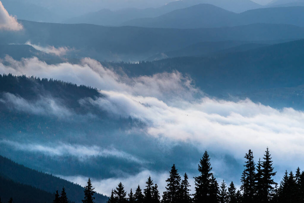 Autumn landscape with fog in the mountains. Fir forest on the hills. Carpathians, Ukraine, Europe - 写真・画像