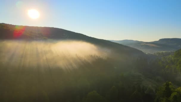 Lebendiger nebliger Morgen über dunklen Waldbäumen bei strahlendem Sommersonnenaufgang. Erstaunliche Landschaft wilder Wälder im Morgengrauen - Filmmaterial, Video