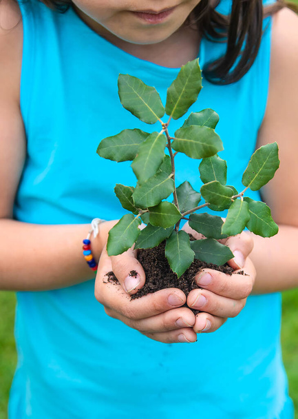 L'enfant tient la plante et la terre dans ses mains. Concentration sélective. Enfant.. - Photo, image