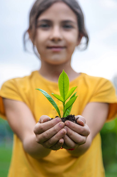 Ребенок держит в руках растение и почву. Выборочный фокус. Kid. - Фото, изображение